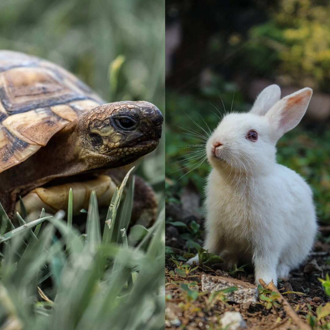 Python Homework Help - Python Logical Puzzles, Games, and Algorithms:  Tortoise vs Hare